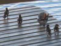 /album/galerie-photos/petit-lac-noir-juin-2008-119-jpg3/